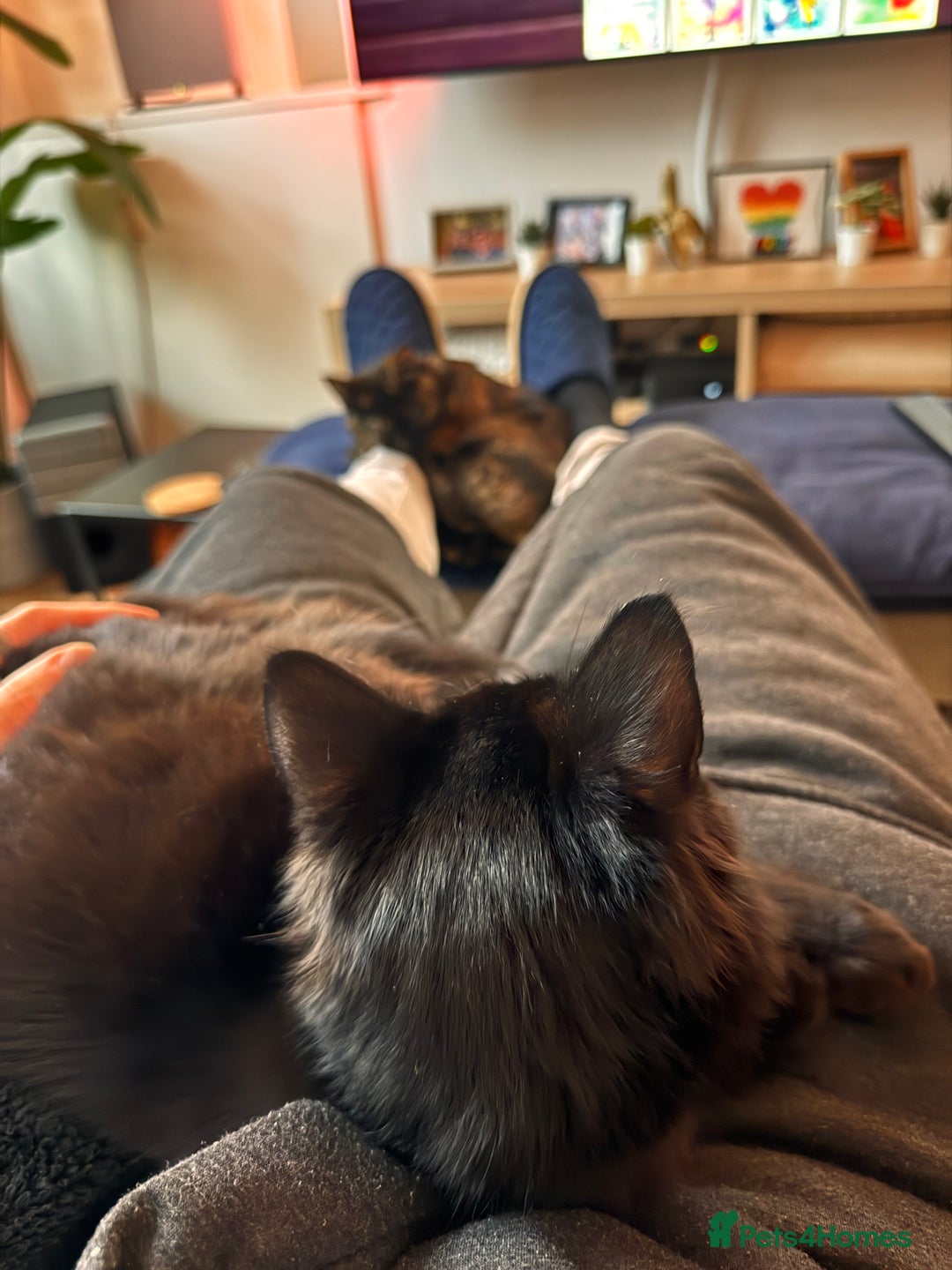 Mixed Breed cats for sale: 7 month old brother & sister looking for new home - Advert 13