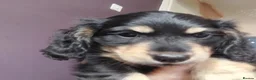 Miniature Dachshund dogs for sale: Gorgeous long-haired Miniature Dachshund Puppies - Advert 2
