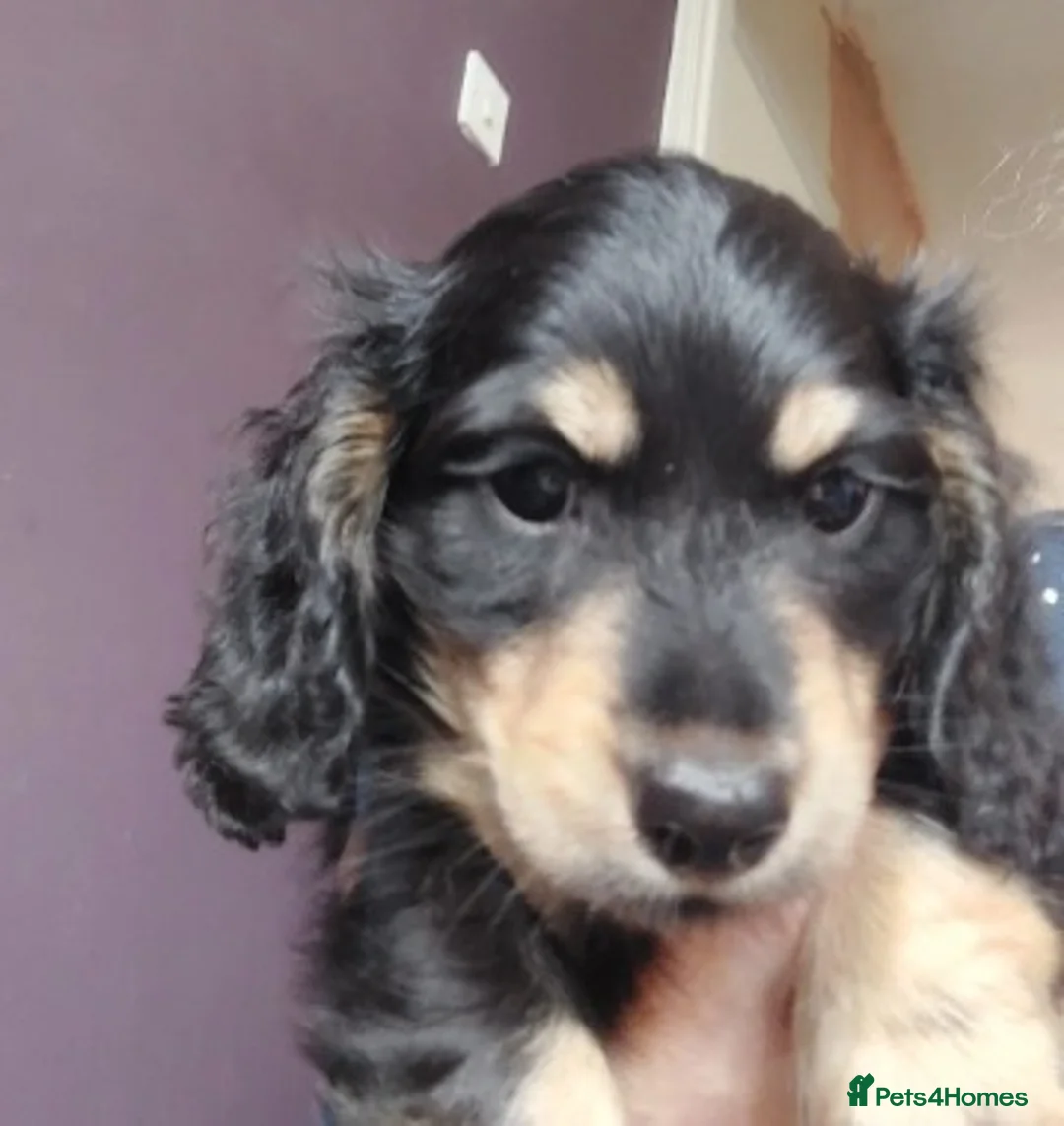 Miniature Dachshund dogs for sale: Gorgeous long-haired Miniature Dachshund Puppies - Advert 2