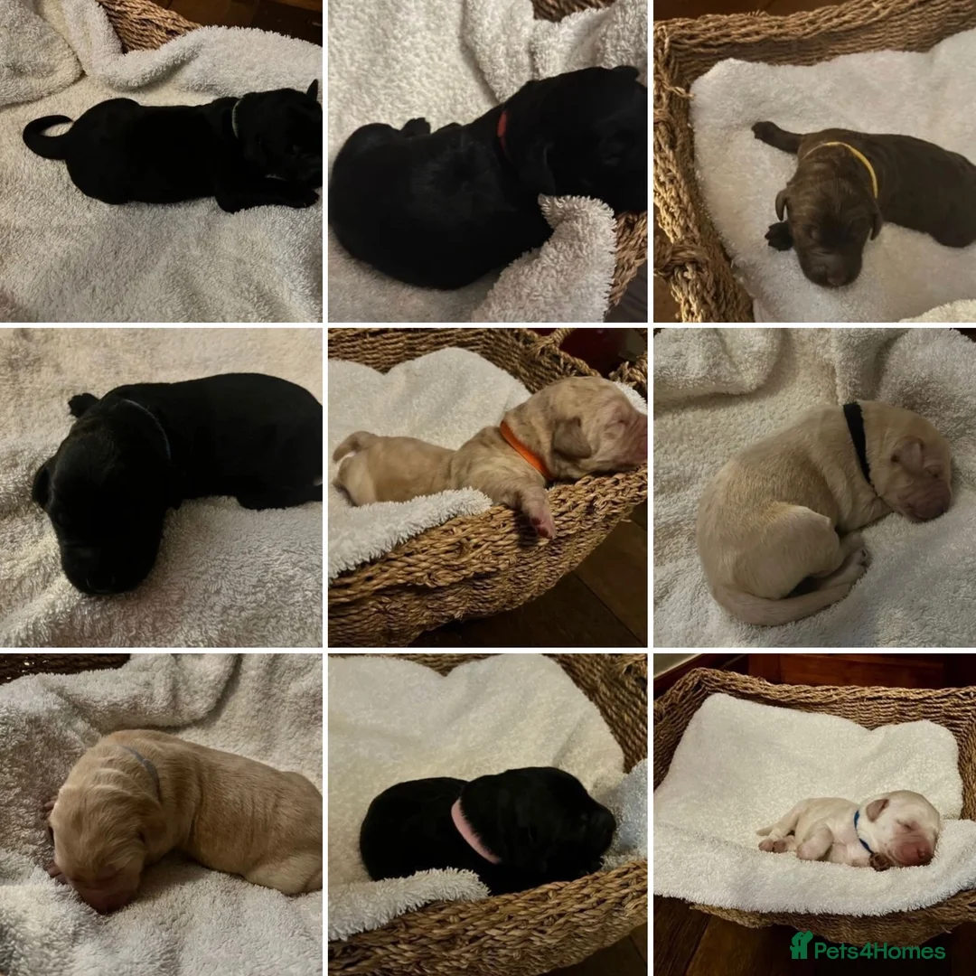 Standard Poodle dogs for stud: Champion Proven Gentle Poodle Available for Stud in Swindon - Advert 9