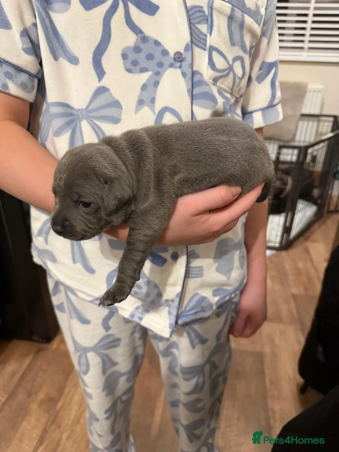 Staffordshire Bull Terrier dogs for sale: Beautiful BLUE kc registered puppies - Advert 4