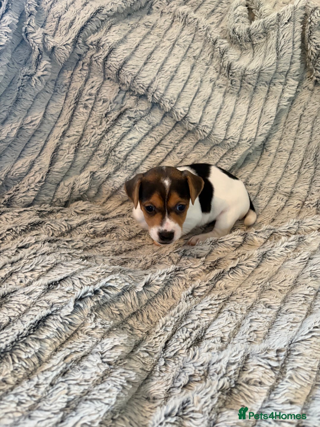 Jack Russell dogs for sale: Jack Russell puppies for sale - Advert 13