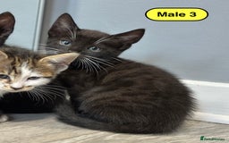 Bengal cats for sale: Gorgeous Bengal X Kittens!! - Image 14