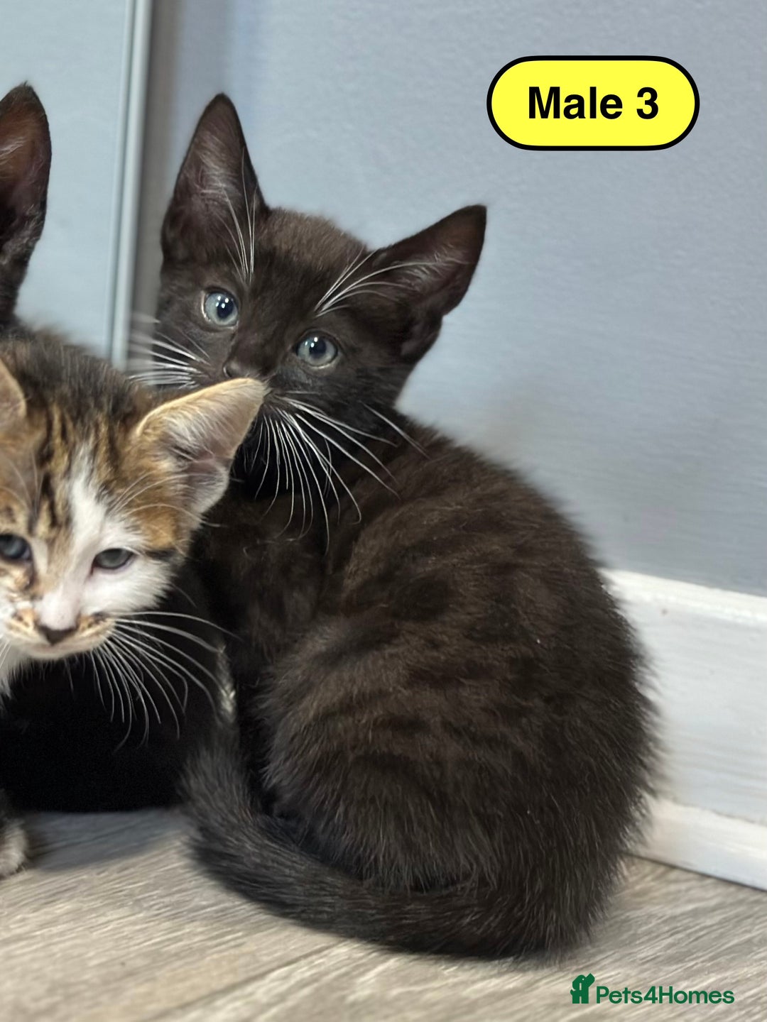 Bengal cats for sale: Gorgeous Bengal X Kittens!! - Image 14