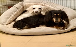 Miniature Dachshund dogs for sale: Beautiful one in a million miniature dachshund  - Image 8