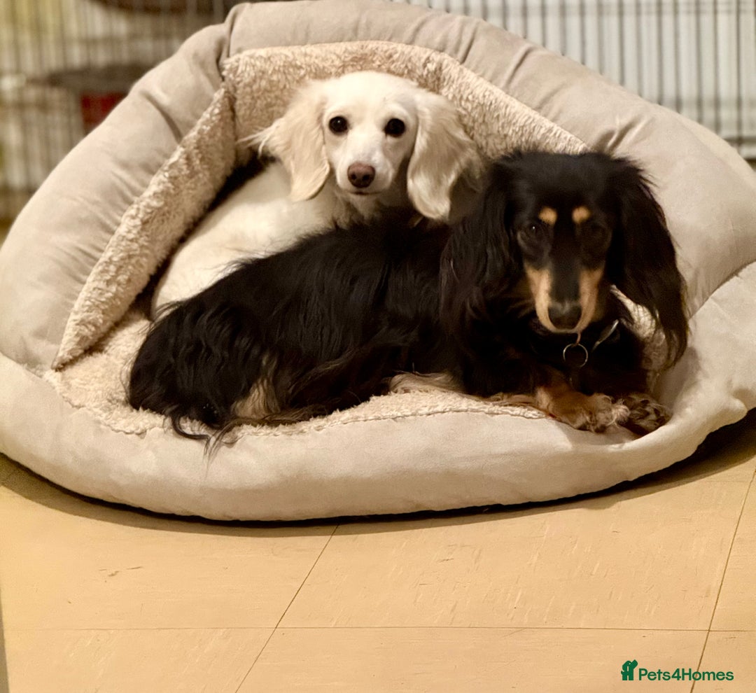 Miniature Dachshund dogs for sale: Beautiful one in a million miniature dachshund  - Image 8