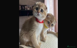 Scottish Fold cats for sale: Scottish Fold Kittens with TICA Registration - Image 6