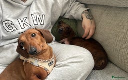 Miniature Dachshund dogs for sale: Rosie and sandy - miniature dachshund  - Image 6