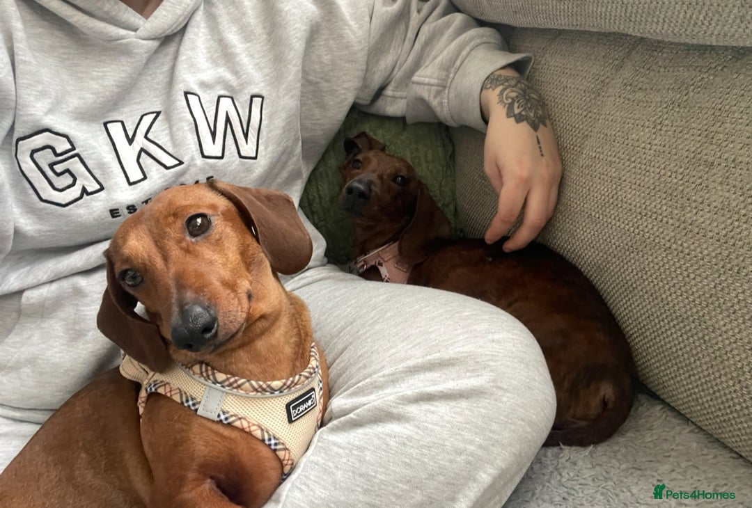 Miniature Dachshund dogs for sale: Rosie and sandy - miniature dachshund  - Image 6