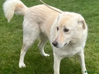 Mixed Breed dogs Stunning Apolo in Lancaster - Advert 6