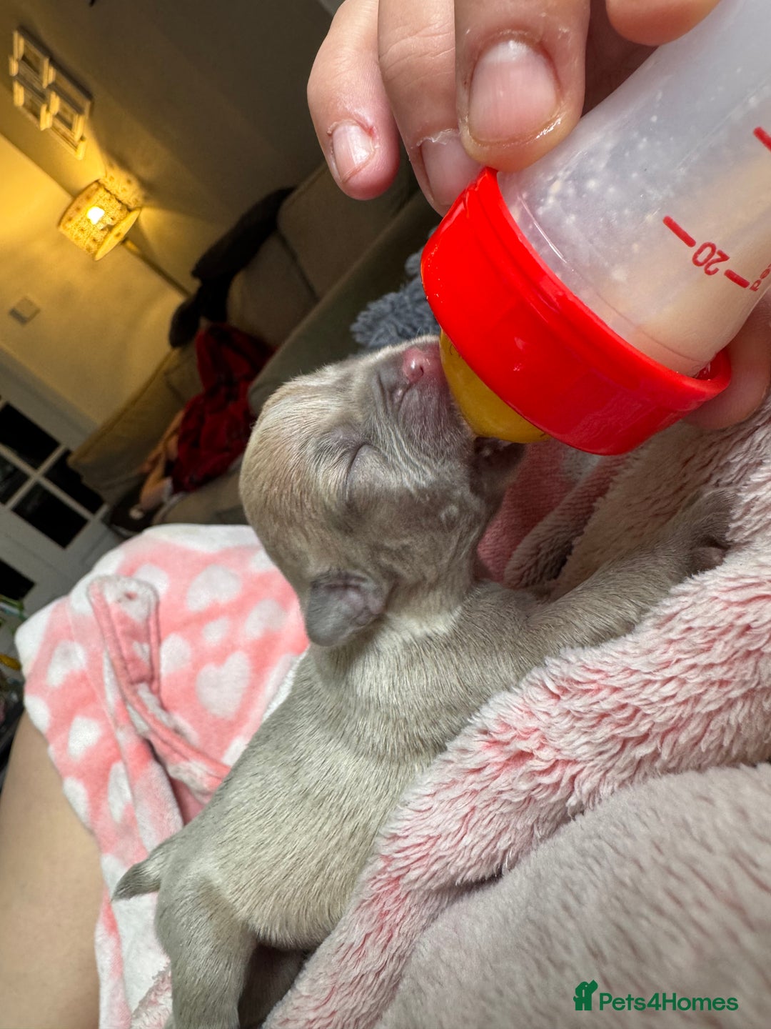 French Bulldog dogs for sale: Litter of mixed colour French bulldog puppies  - Image 5