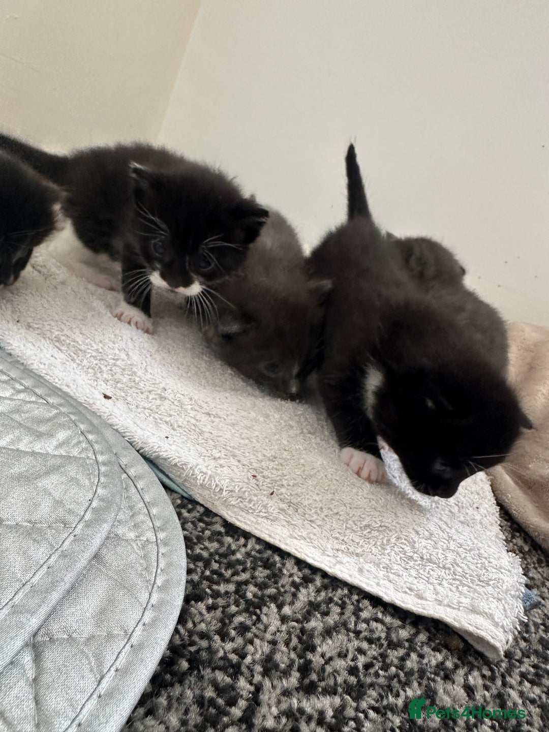 British Shorthair cats for sale: British short hair cross kittens - Image 10