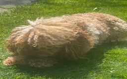 Toy Poodle dogs for stud: Chocolate Merle Toy Poodle at stud  - Image 8