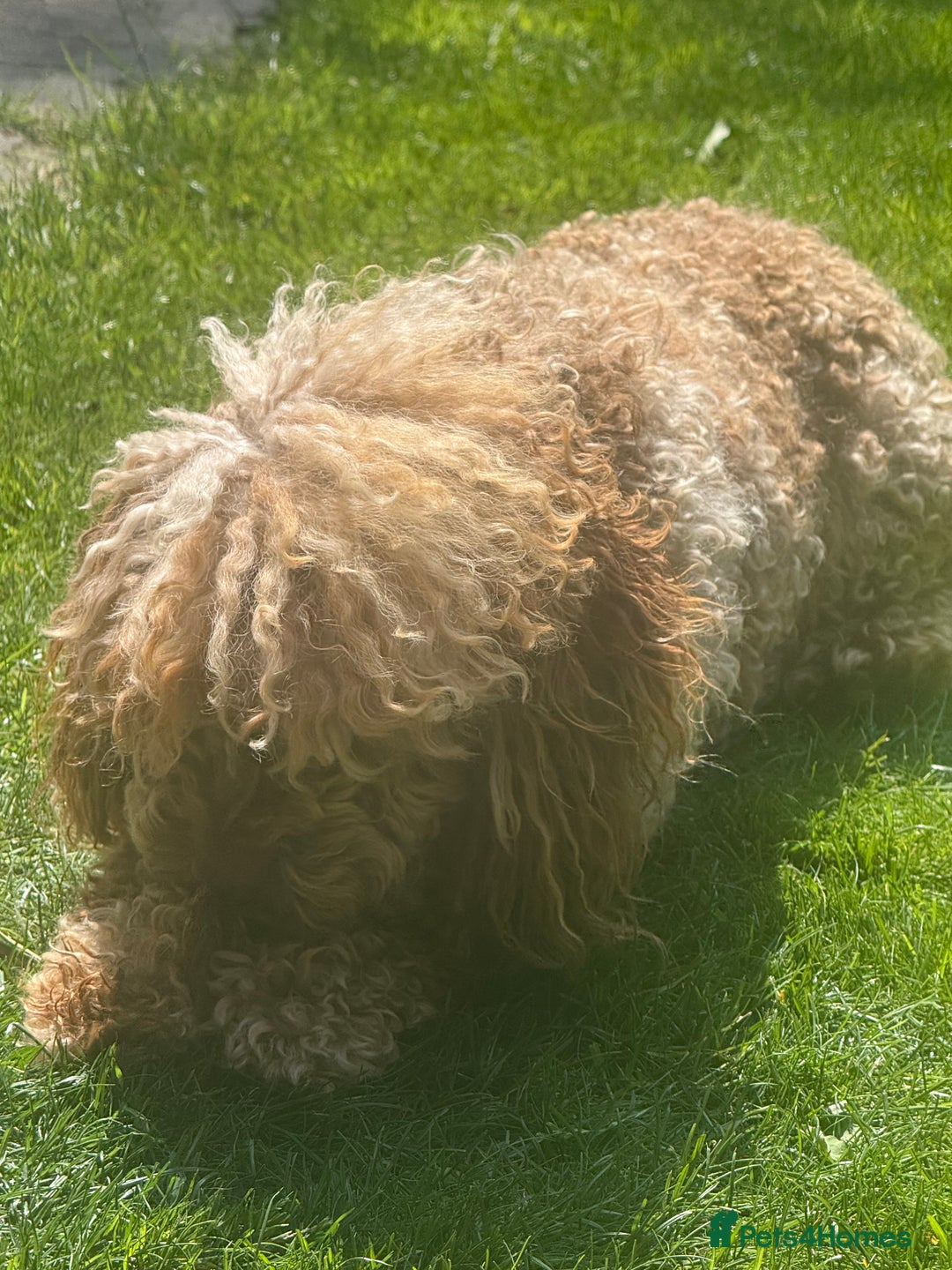 Toy Poodle dogs for stud: Chocolate Merle Toy Poodle at stud  - Image 8