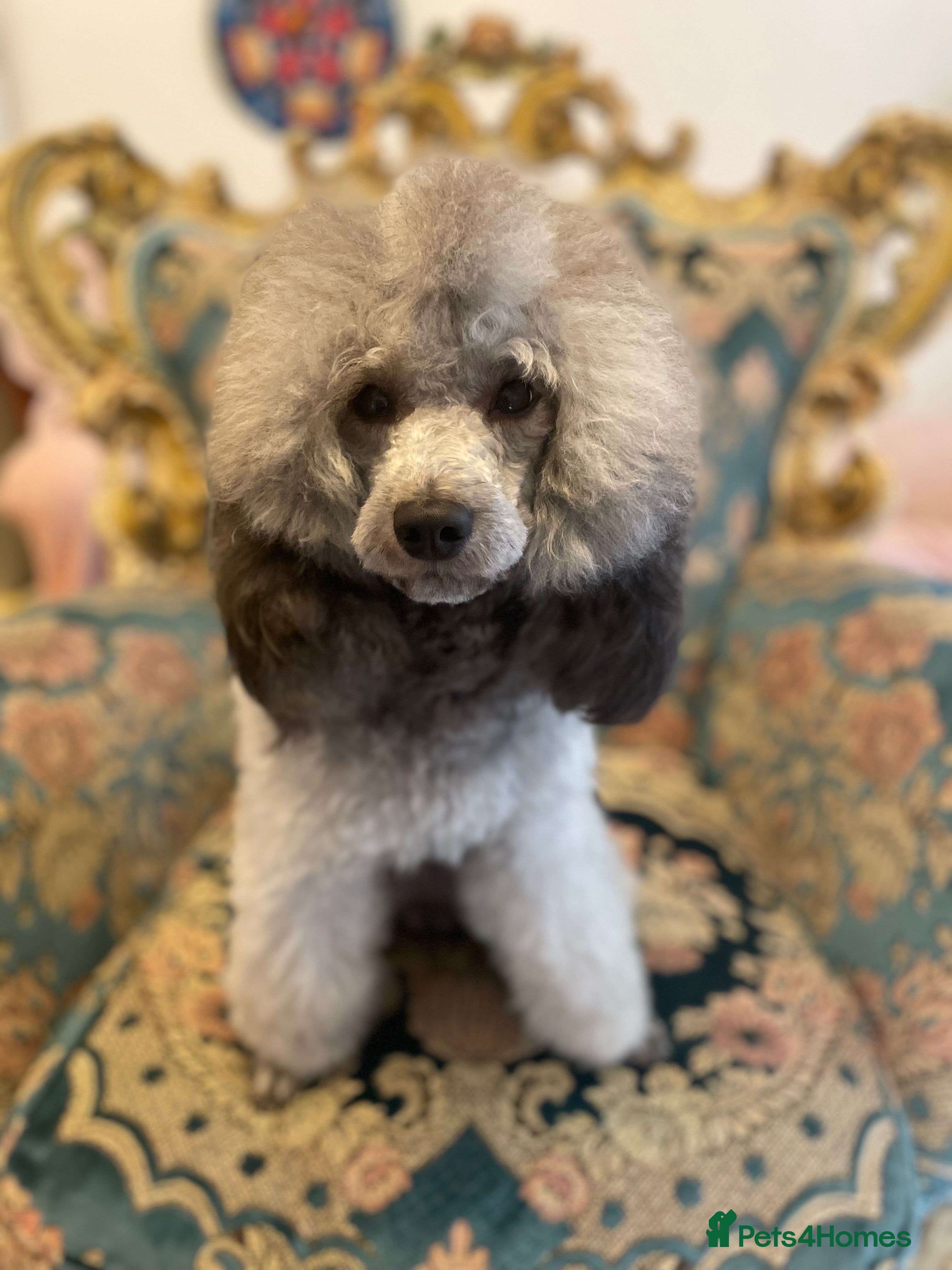 Miniature Poodle dogs Mister Kent Merlin silver miniature Poodle Stud in London - Advert 1