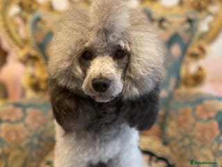 Miniature Poodle dogs Mister Kent Merlin silver miniature Poodle Stud in London - Advert 19