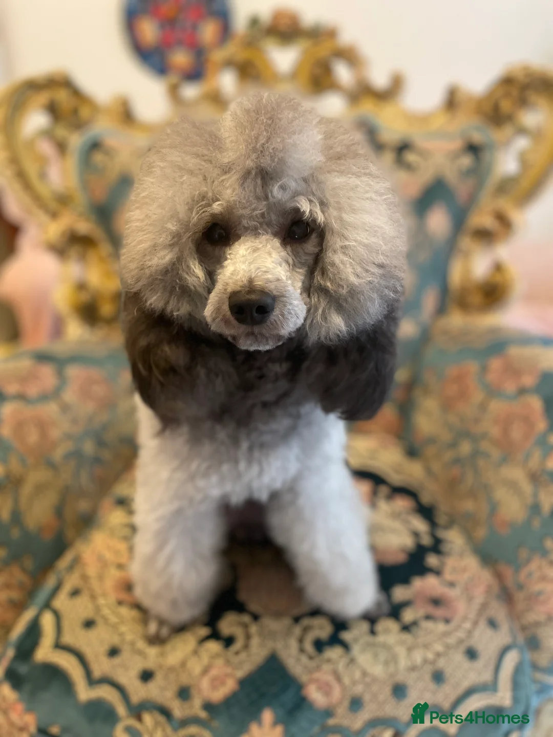 Miniature Poodle dogs for stud: Mister Kent Merlin silver miniature Poodle Stud in London - Advert 1
