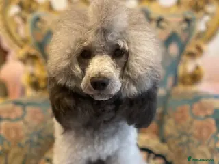 Miniature Poodle dogs Mister Kent Merlin silver miniature Poodle Stud in London - Advert 12