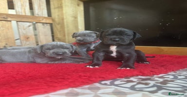 Great Dane dogs - Advert 11