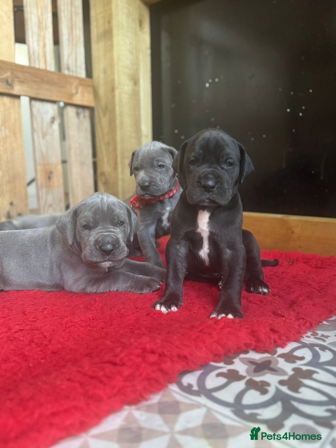 Great Dane dogs for sale: KC registered Great Danes  blues & black - Image 3