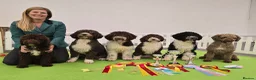 Spanish Water Dog dogs for sale: Lendever Spanish Water Dog Puppies  - Advert 8