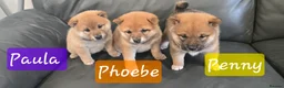 Japanese Shiba Inu dogs for sale: Stunning little Shibas - Advert 25