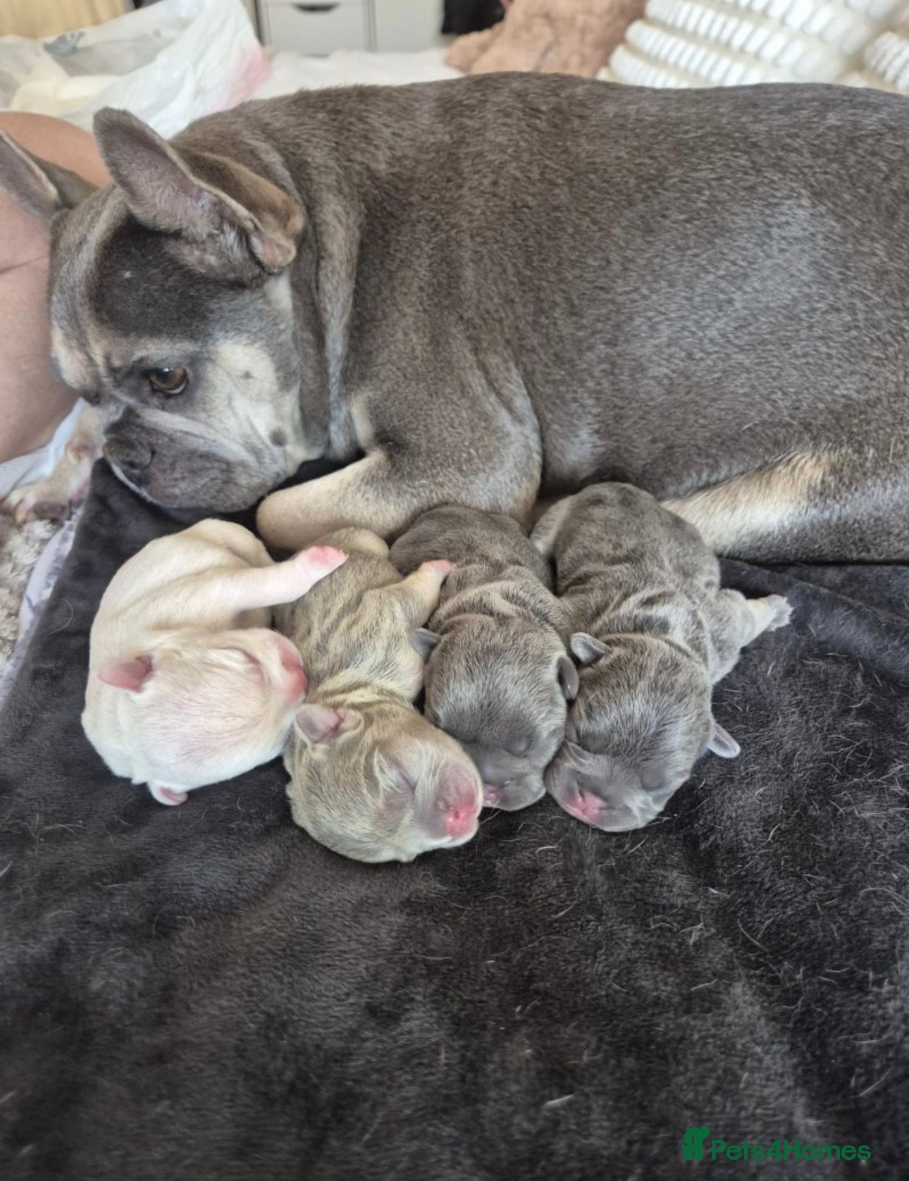 French Bulldog dogs Stunning Frenchies - Advert 1