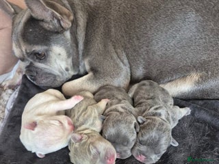 French Bulldog dogs Stunning Frenchies - Advert 1