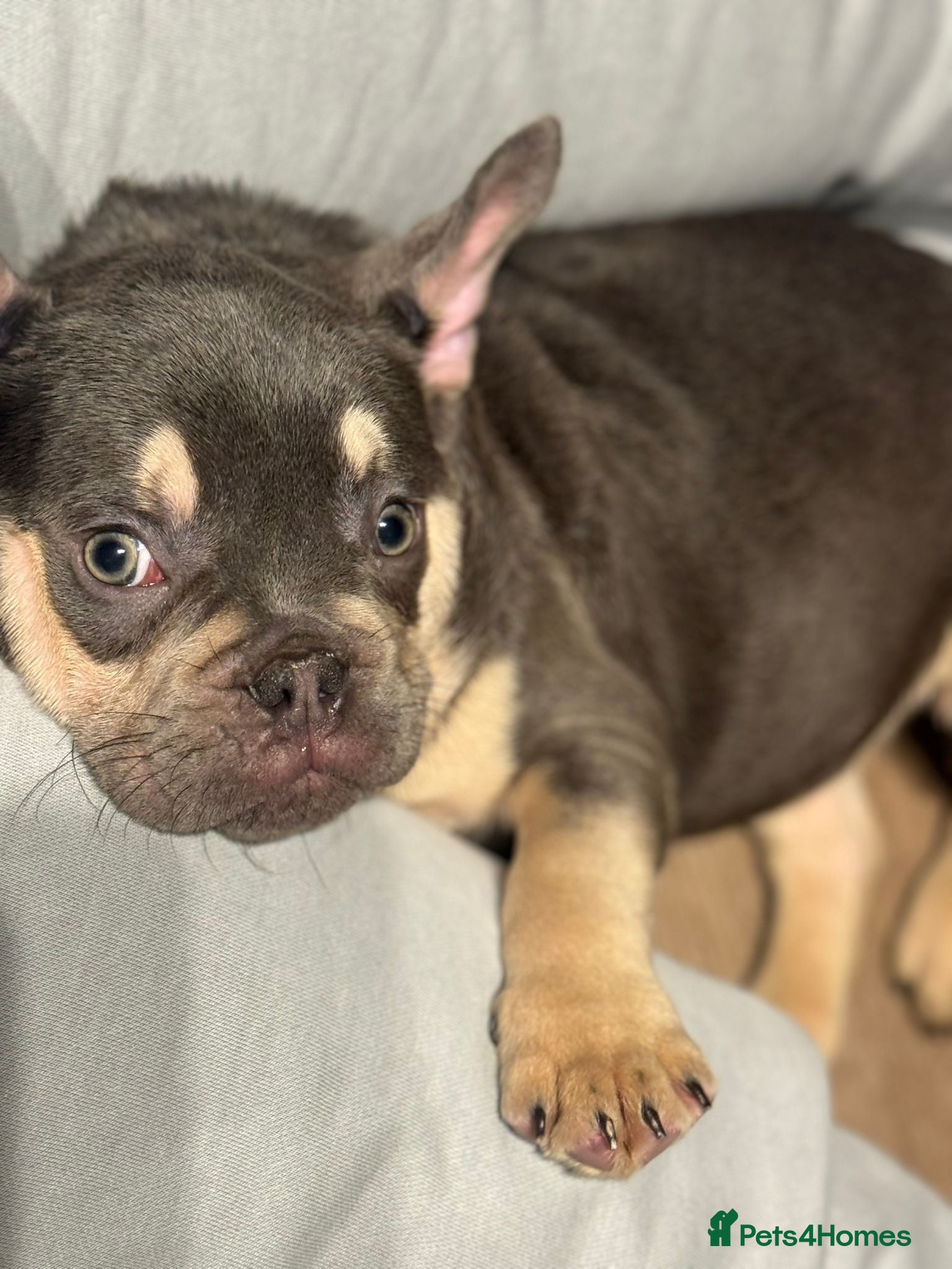 French Bulldog dogs Stunning French Bulldog 6 Months Old - Advert 15