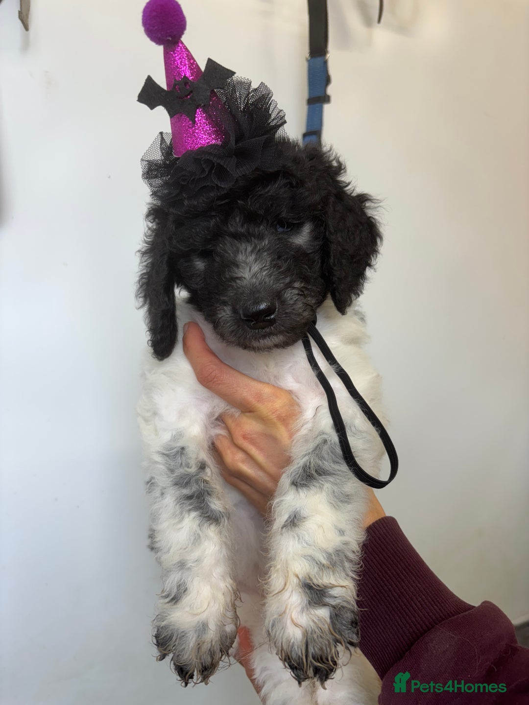 Bernedoodle dogs for sale: F1b St Berdoodle pups 1 boy left  - Advert 33