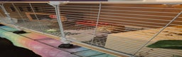 Mixed Breed birds for sale: 2 femail quails with cage - Advert 4