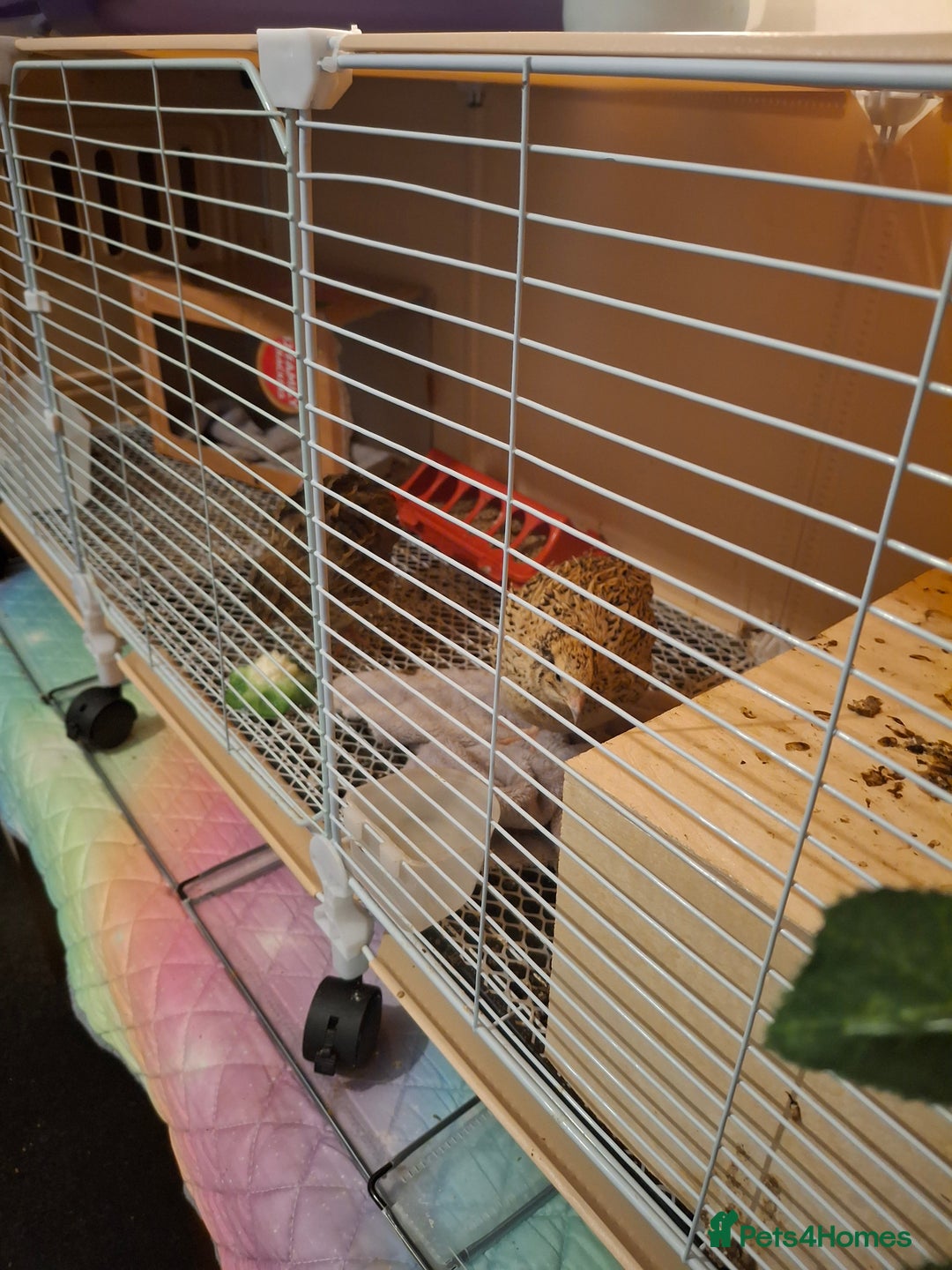 Mixed Breed birds for sale: 2 femail quails with cage - Advert 4