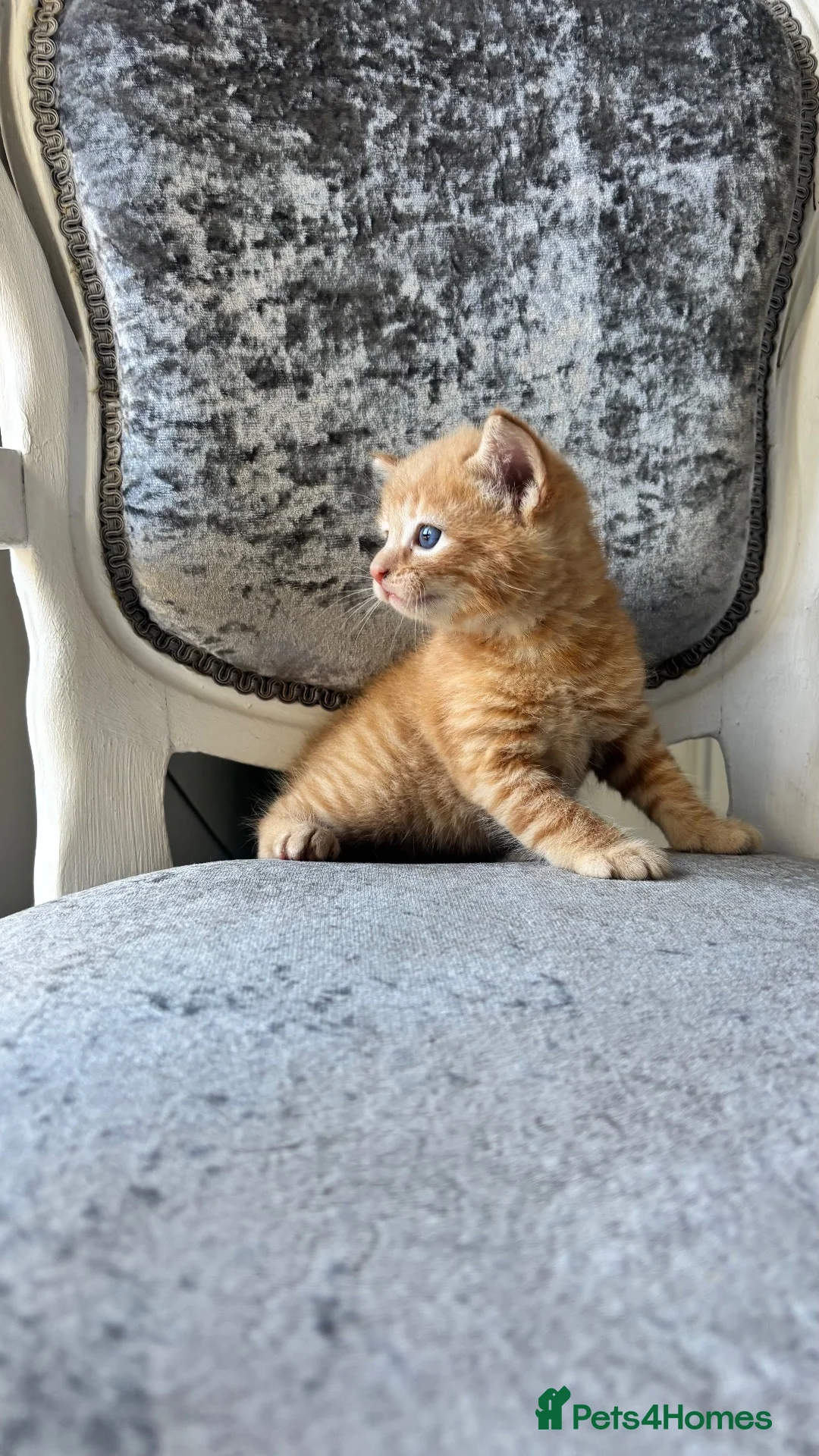Mixed Breed cats for sale: Beautiful boy & girl kitten ready now  - Advert 1