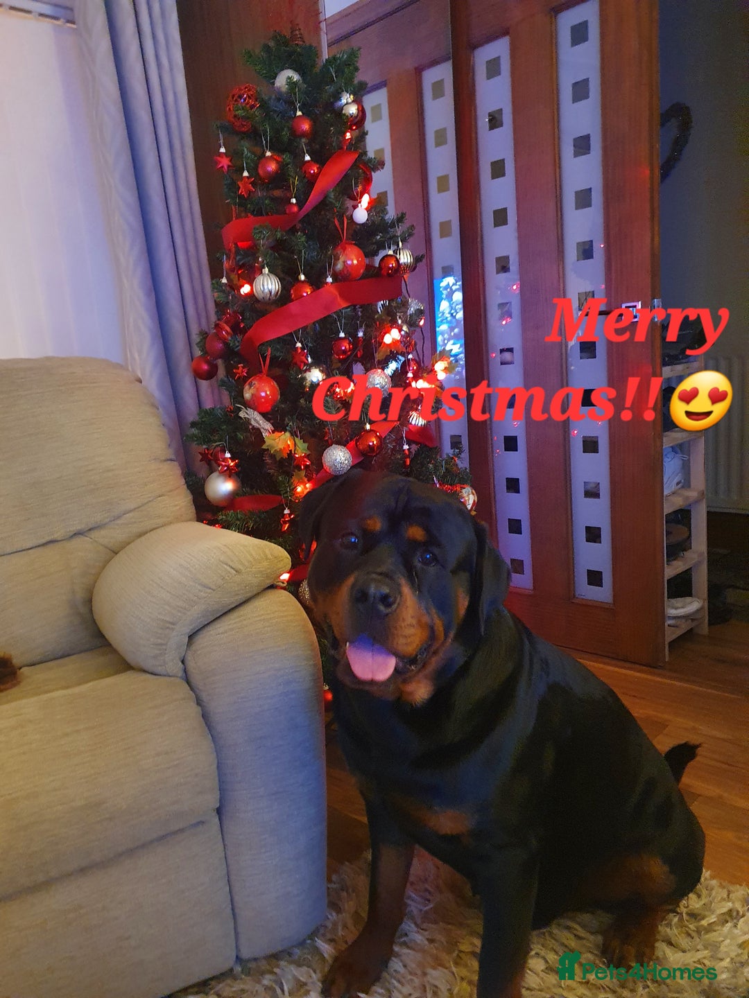 Rottweiler dogs for stud: Dexter  in Guisborough - Advert 8