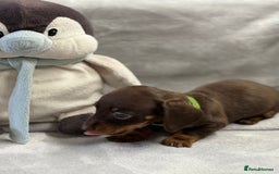 Miniature Dachshund dogs for sale: Miniature dachshund  - Image 6