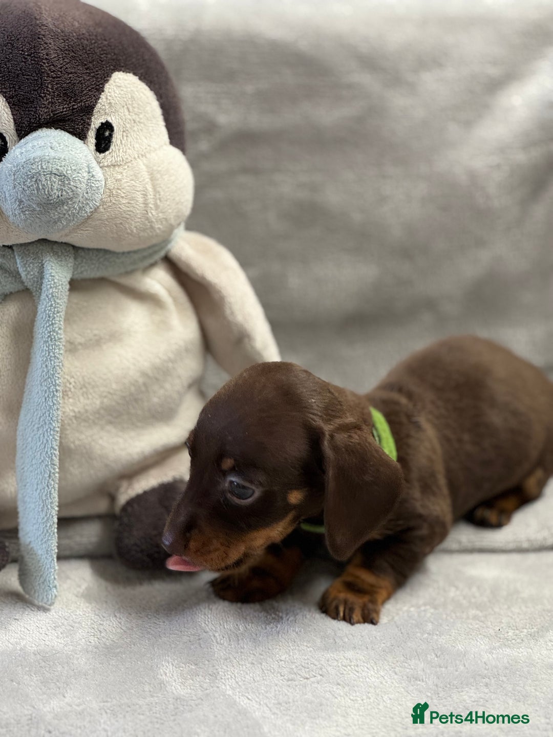 Miniature Dachshund dogs for sale: Miniature dachshund  - Image 6