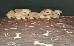Bichon Frise dogs for sale: Bichon Frise  - Image 2