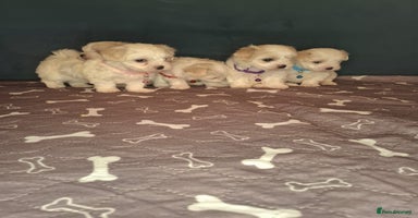 Bichon Frise dogs - Advert 2