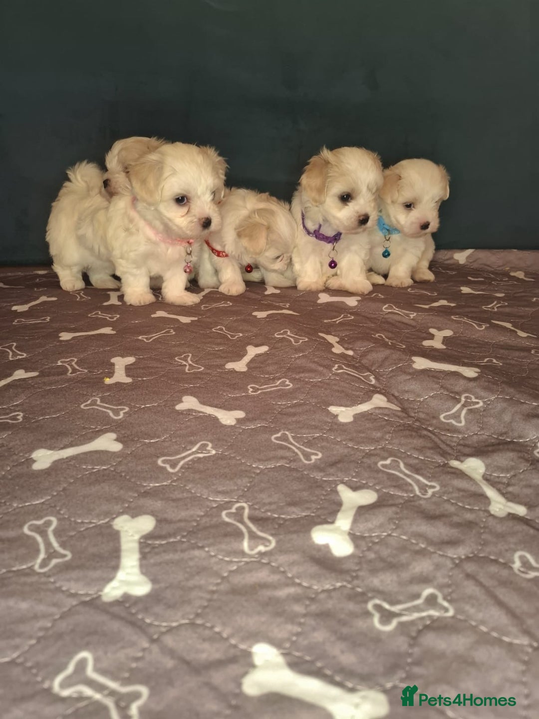 Bichon Frise dogs for sale: Bichon Frise  - Image 2