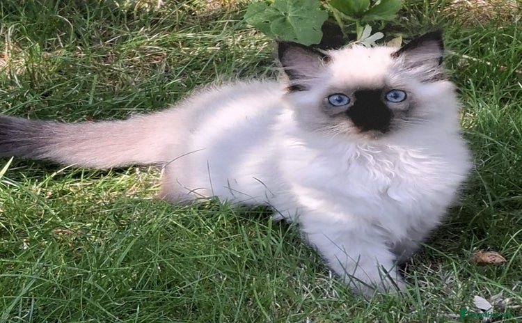 Ragdoll cats - Advert 12