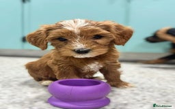 Labradoodle dogs for sale: Labradoodle Puppies Ready for Their New Homes - Image 2