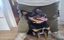 Mixed Breed dogs for sale: Border collie X German shepard female - Image 6