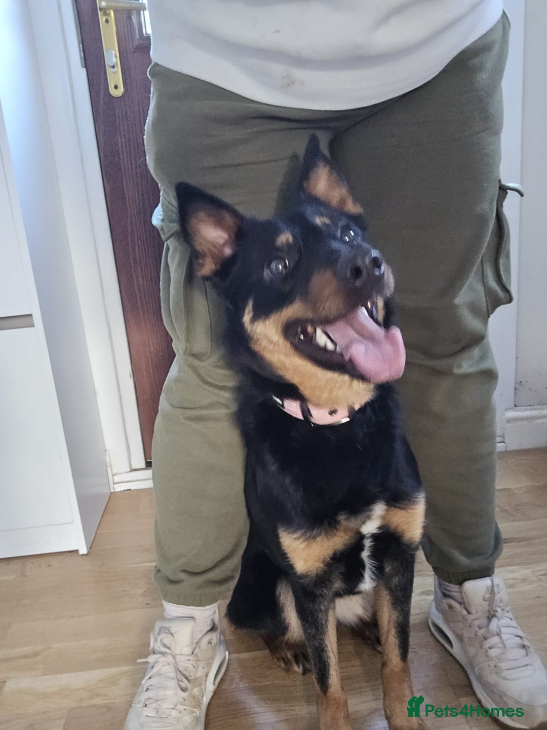Mixed Breed dogs for sale: Border collie X German shepard female - Image 6