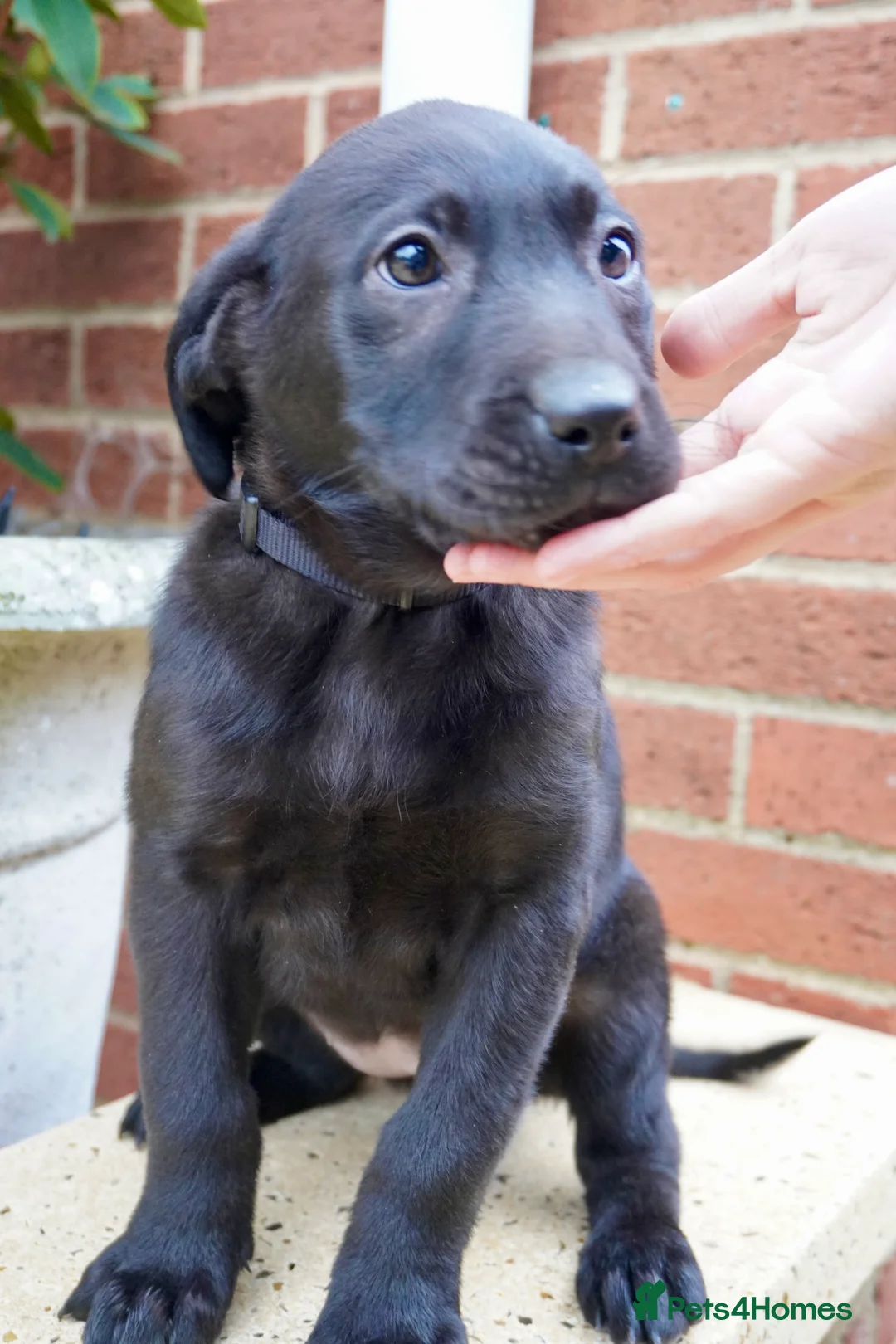 Labrador Retriever dogs for sale: Stunning Labrador Puppies  - Advert 2