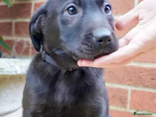 Labrador Retriever dogs Stunning Labrador Puppies - Advert 11