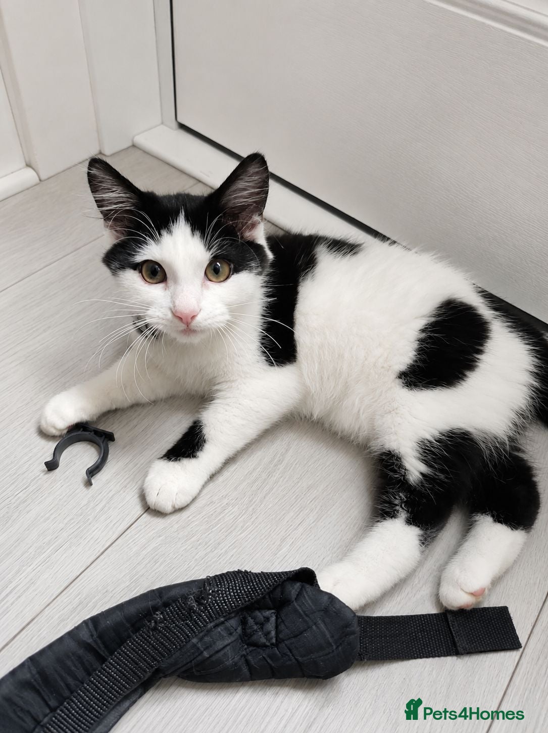 Mixed Breed cats Black and White Kittens - Advert 17