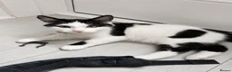 Mixed Breed cats for sale: Black and White Kittens - Advert 1