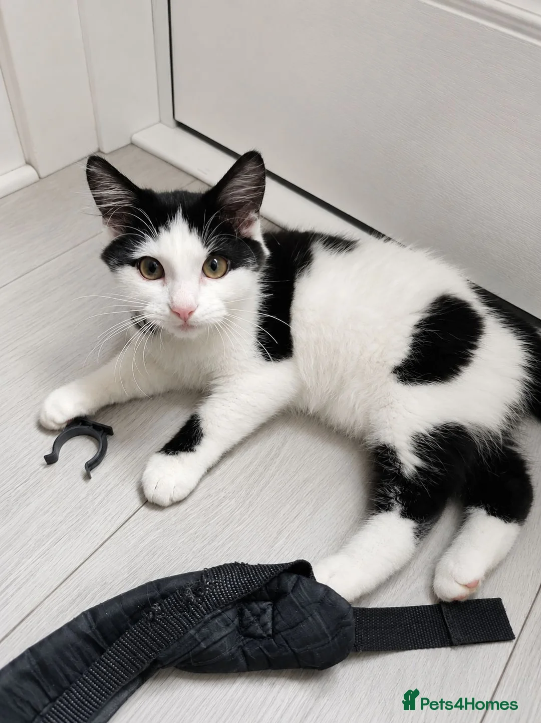 Mixed Breed cats for sale: Black and White Kittens - Advert 1