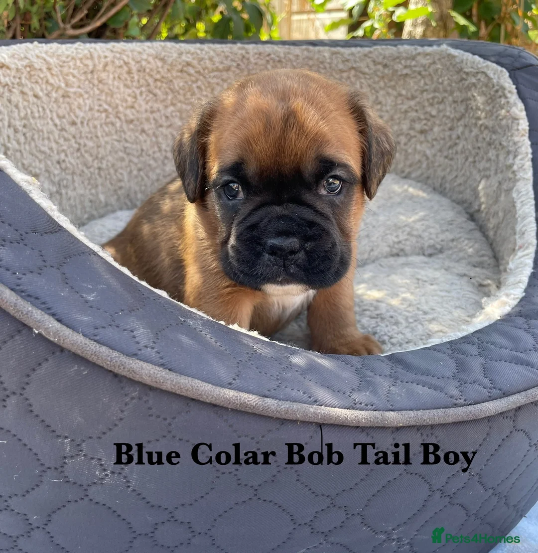Boxer dogs for sale: KC Registered Boxer puppies  in Chesterfield - Advert 1