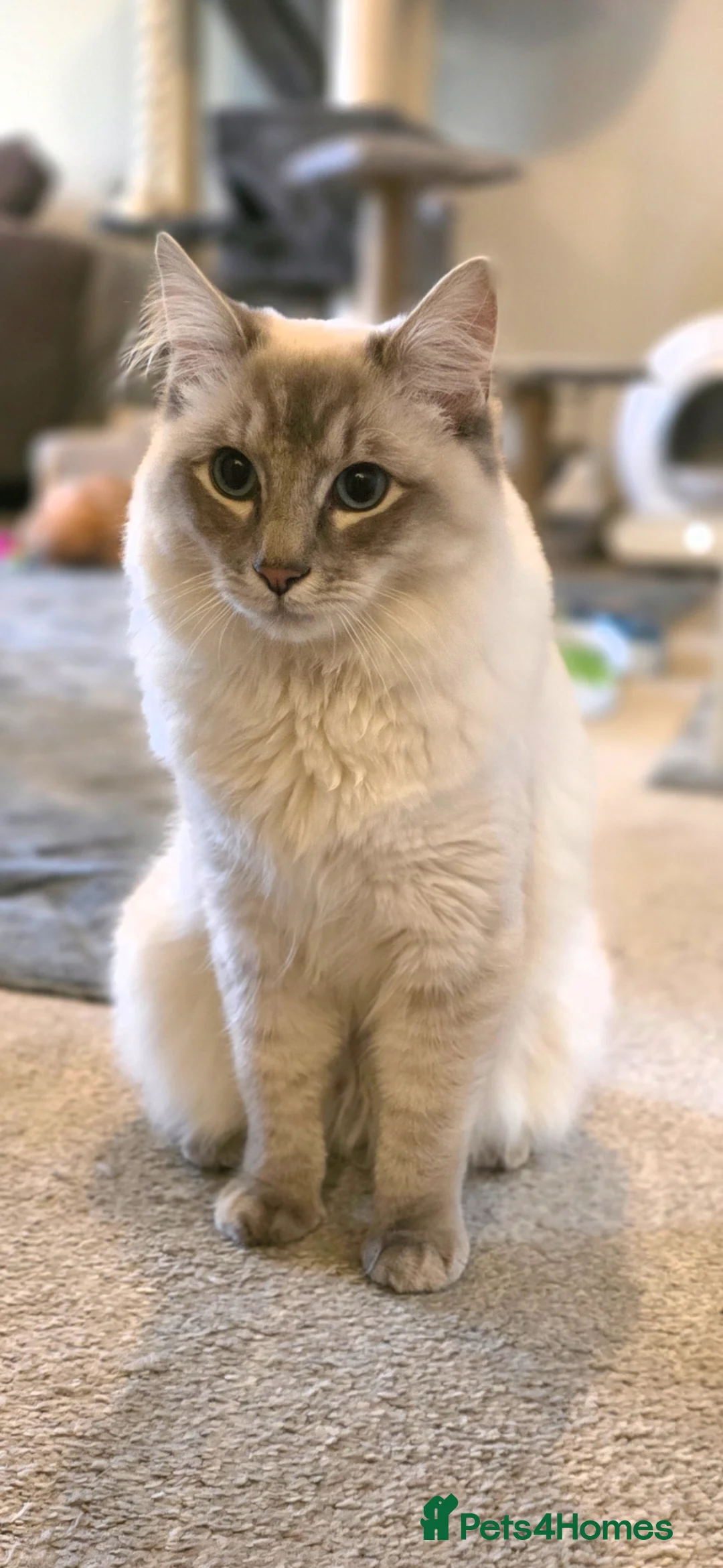 Ragdoll cats for sale: Stunning Blue Lynx Male - Advert 1